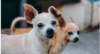 22 anni e 60 giorni: è il cane più longevo del mondo